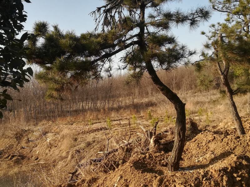 自家种植的黑松小盆景