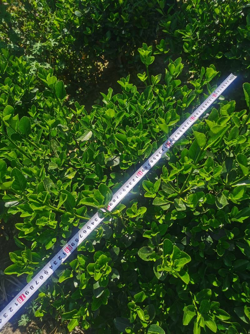 大叶黄杨毛球，大叶黄杨球，大叶黄杨色块，大叶黄杨柱，欢迎