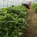 农科院，脱毒商薯19红薯苗，西瓜红红薯苗，烟薯红薯苗
