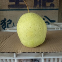 雪梨赵州雪梨口感特甜，有浓郁冰糖味儿。个大，果面干净耐运
