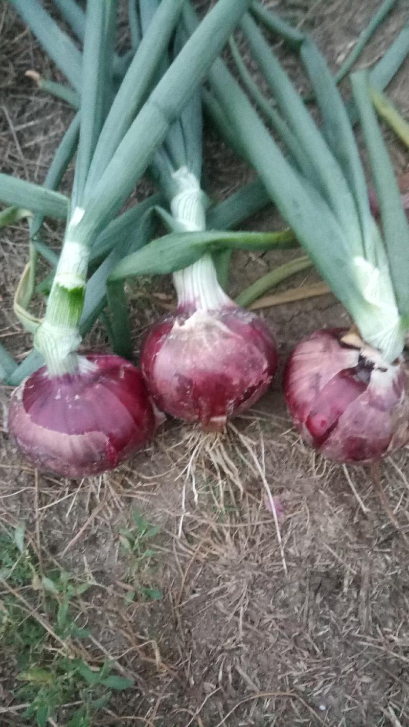 本基地大量种植洋葱-紫皮洋葱面积大品种多质量好