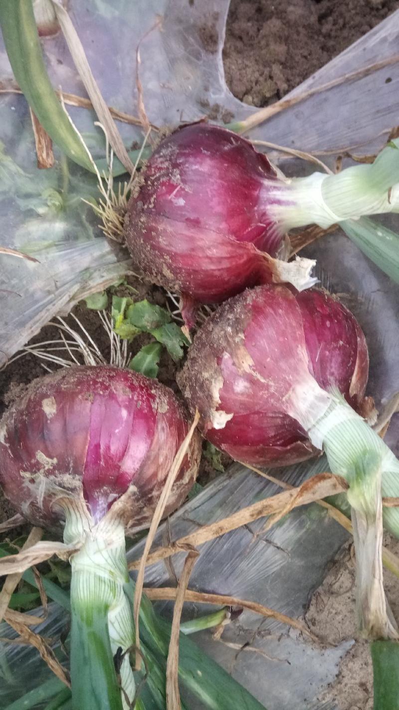 本基地大量种植洋葱-紫皮洋葱面积大品种多质量好