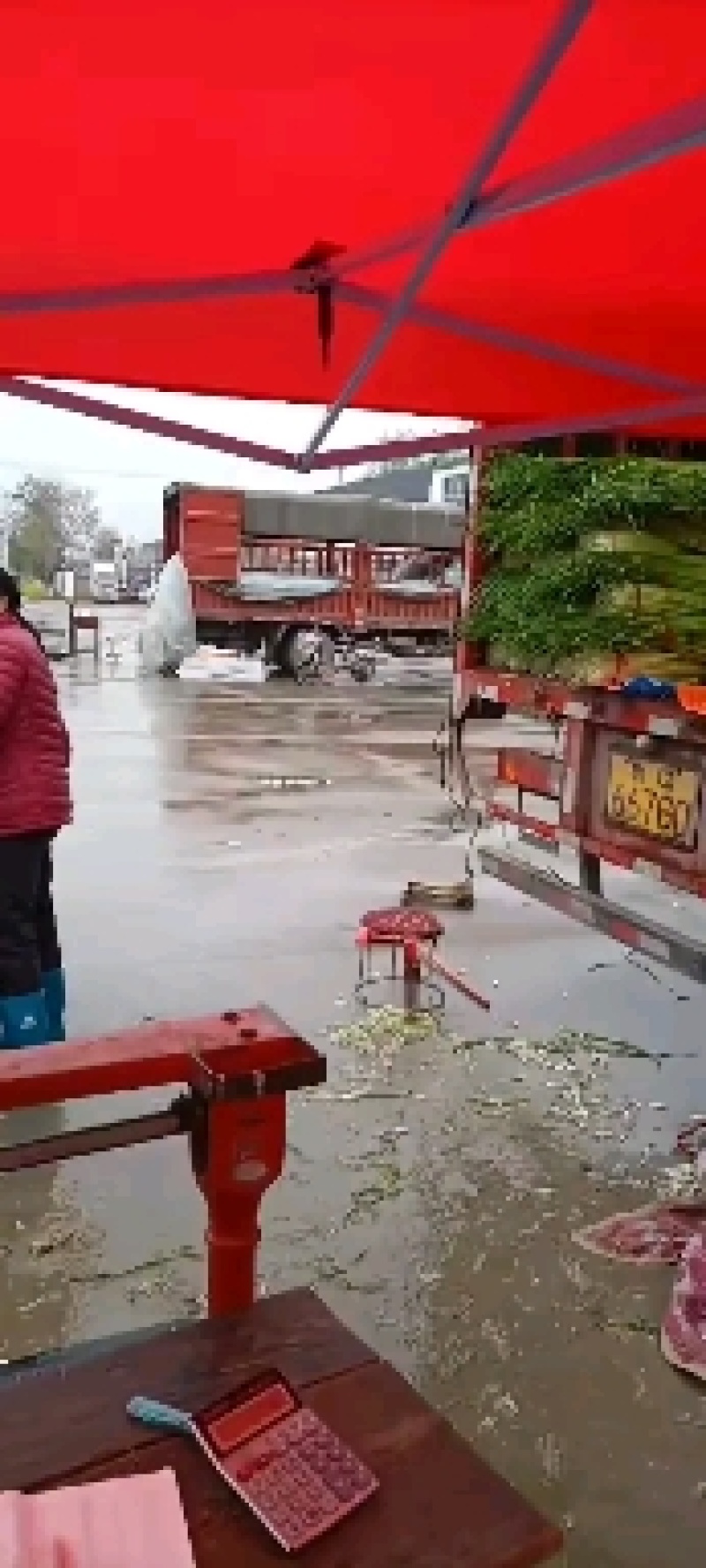 丰县精品白帽蒜苔产地直销场地宽阔支持全国一键代发加工预冷