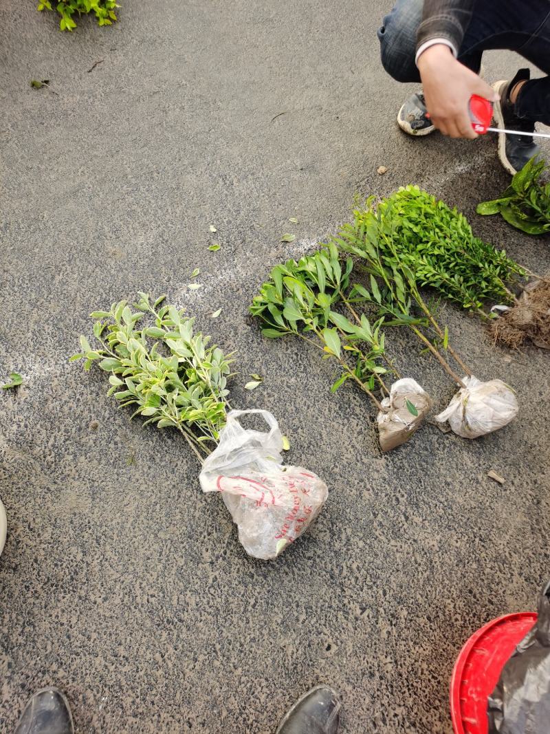 海桐毛球海桐小杯，海桐球，海桐色块全国发货量大优惠