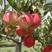 苹果苗嫁接红富士冰糖心苹果树苗地栽特大南方北方种植当年结