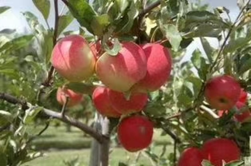 苹果苗嫁接红富士冰糖心苹果树苗地栽特大南方北方种植当年结