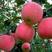 苹果苗嫁接红富士冰糖心苹果树苗地栽特大南方北方种植当年结