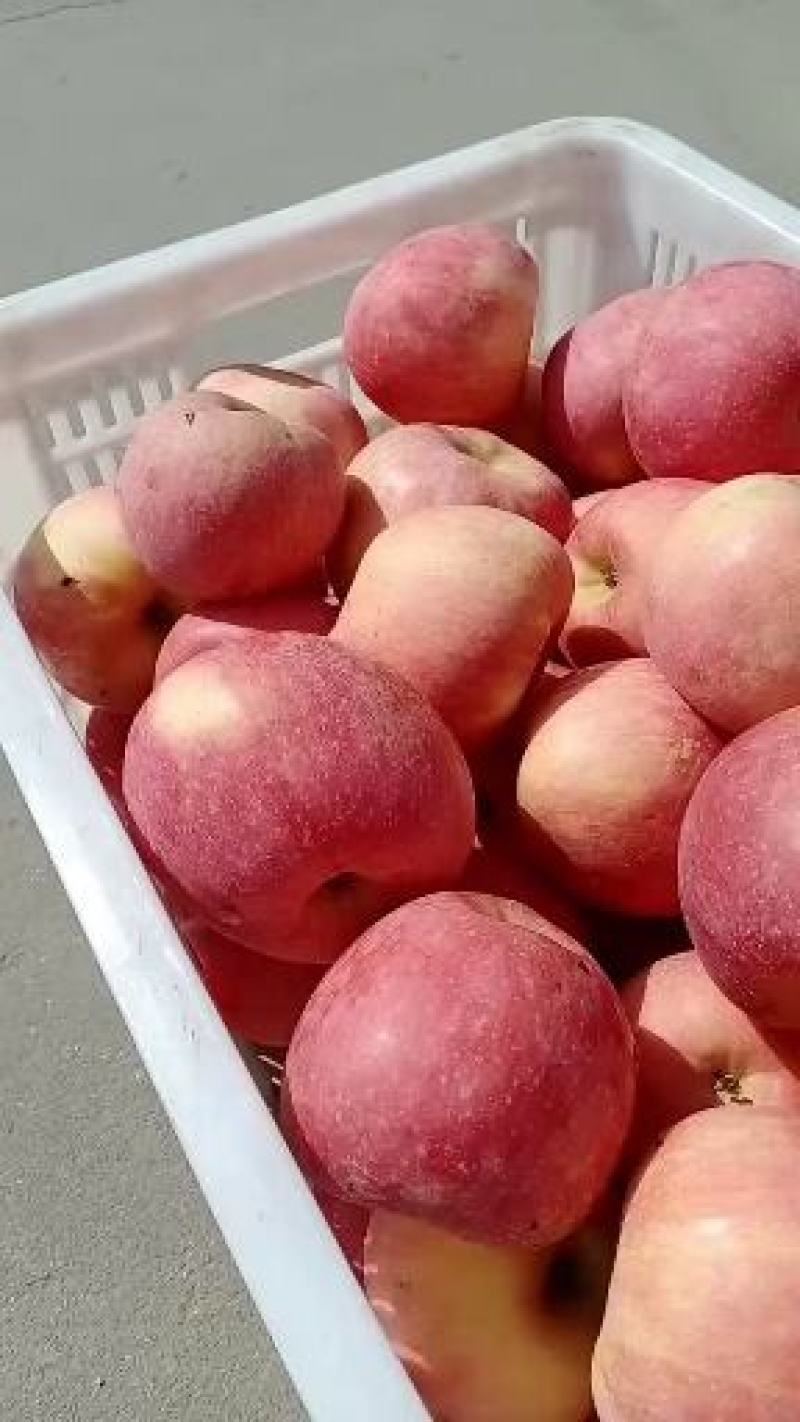 【今日推荐】高品质红富士大量上市脆甜多汁产地直发