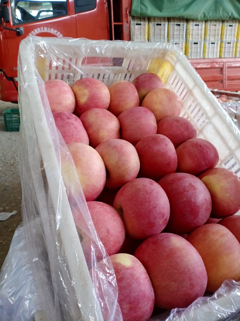 【今日推荐】高品质红富士大量上市脆甜多汁产地直发