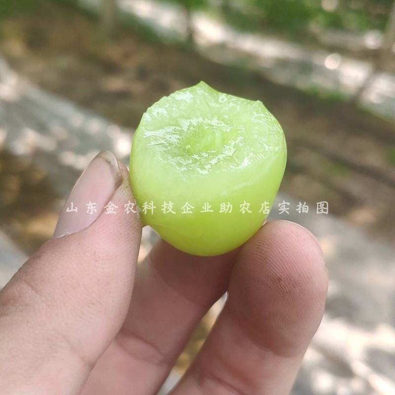 葡萄树苖特大巨峰葡萄苗爬藤阳光玫瑰葡萄树苗北南方种植果树
