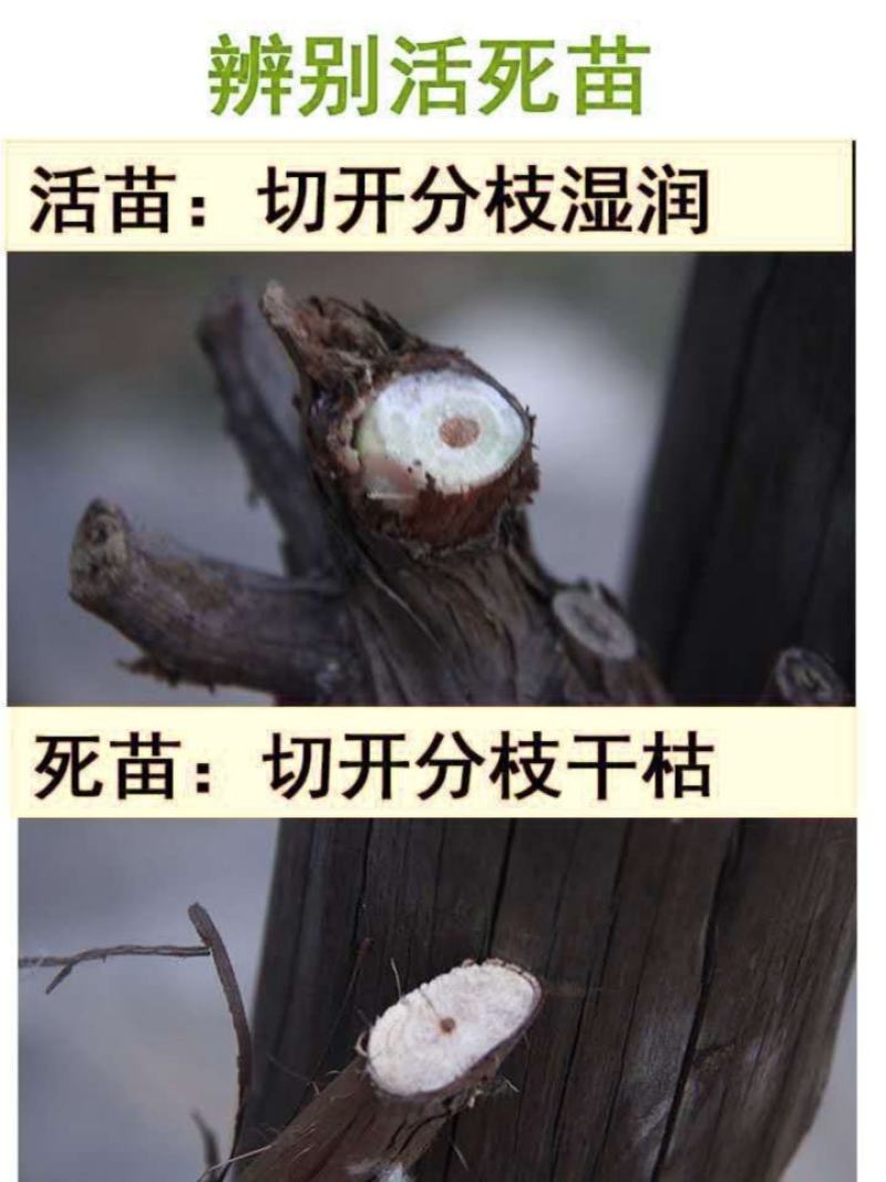 葡萄树苖特大巨峰葡萄苗爬藤阳光玫瑰葡萄树苗北南方种植果树