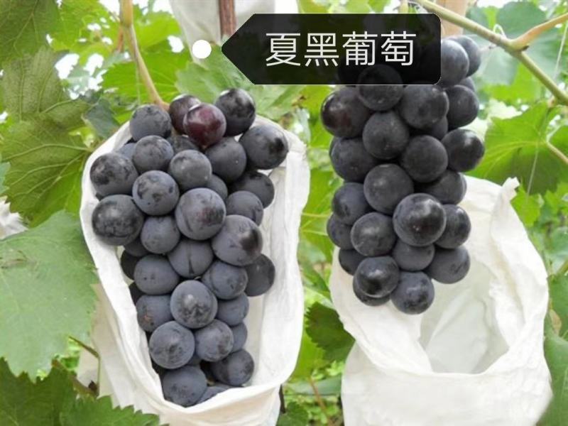 葡萄树苖特大巨峰葡萄苗爬藤阳光玫瑰葡萄树苗北南方种植果树