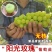 葡萄树苖特大巨峰葡萄苗爬藤阳光玫瑰葡萄树苗北南方种植果树