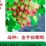 葡萄树苖特大巨峰葡萄苗爬藤阳光玫瑰葡萄树苗北南方种植果树