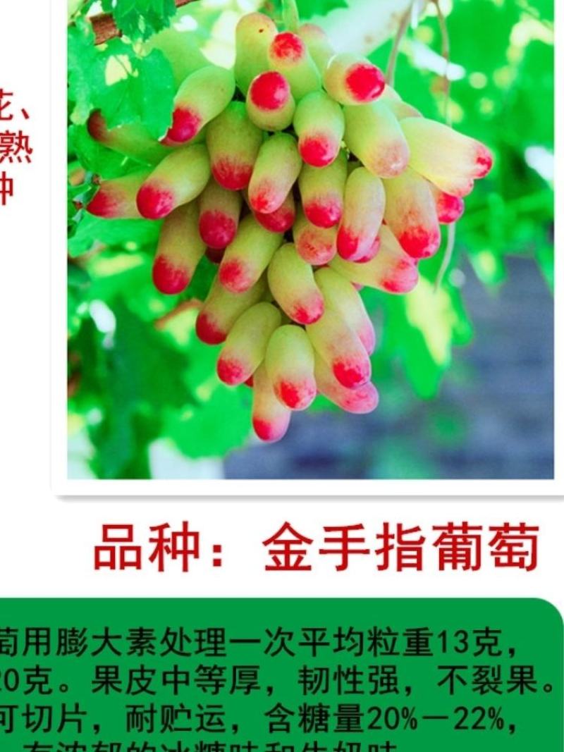 葡萄树苖特大巨峰葡萄苗爬藤阳光玫瑰葡萄树苗北南方种植果树