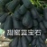 葡萄树苖特大巨峰葡萄苗爬藤阳光玫瑰葡萄树苗北南方种植果树