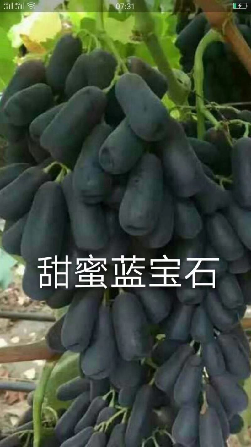 葡萄树苖特大巨峰葡萄苗爬藤阳光玫瑰葡萄树苗北南方种植果树