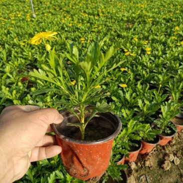 黄金菊木春菊基地直销常年销售各种绿化苗木