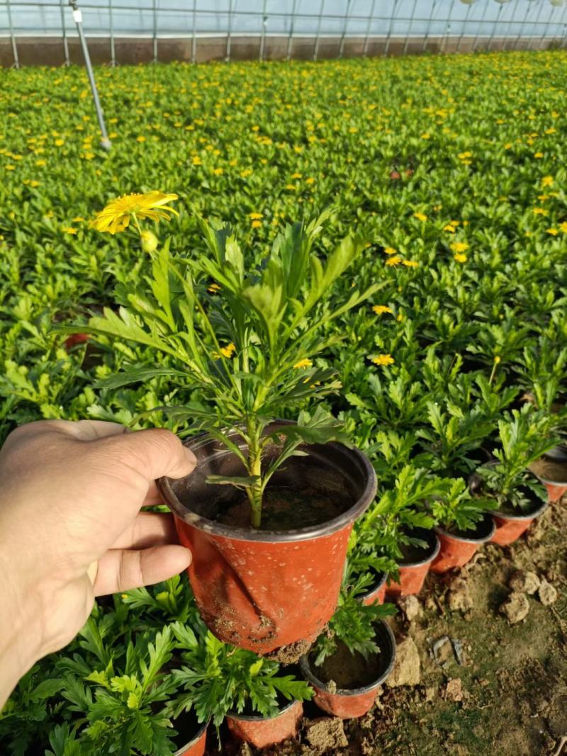 黄金菊木春菊基地直销常年销售各种绿化苗木