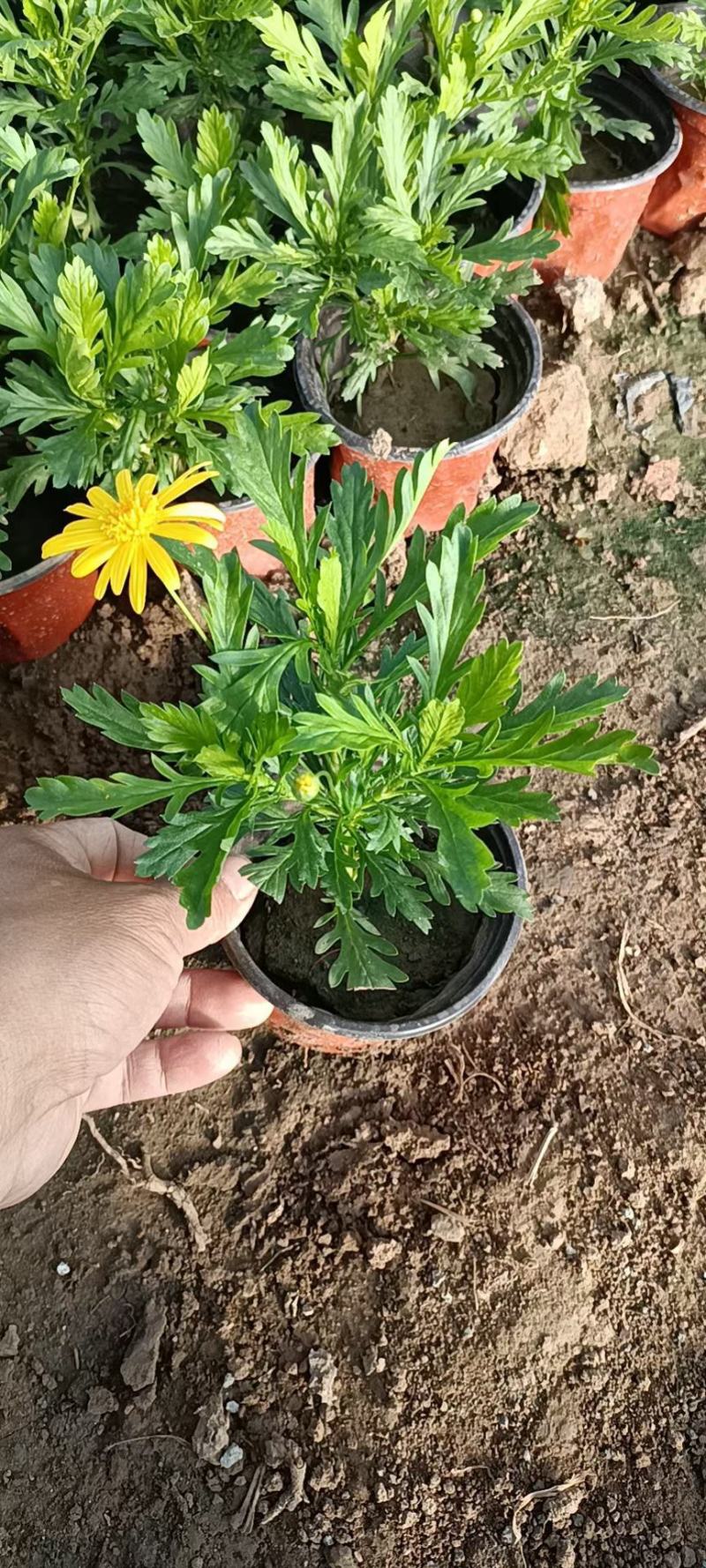 黄金菊木春菊基地直销常年销售各种绿化苗木