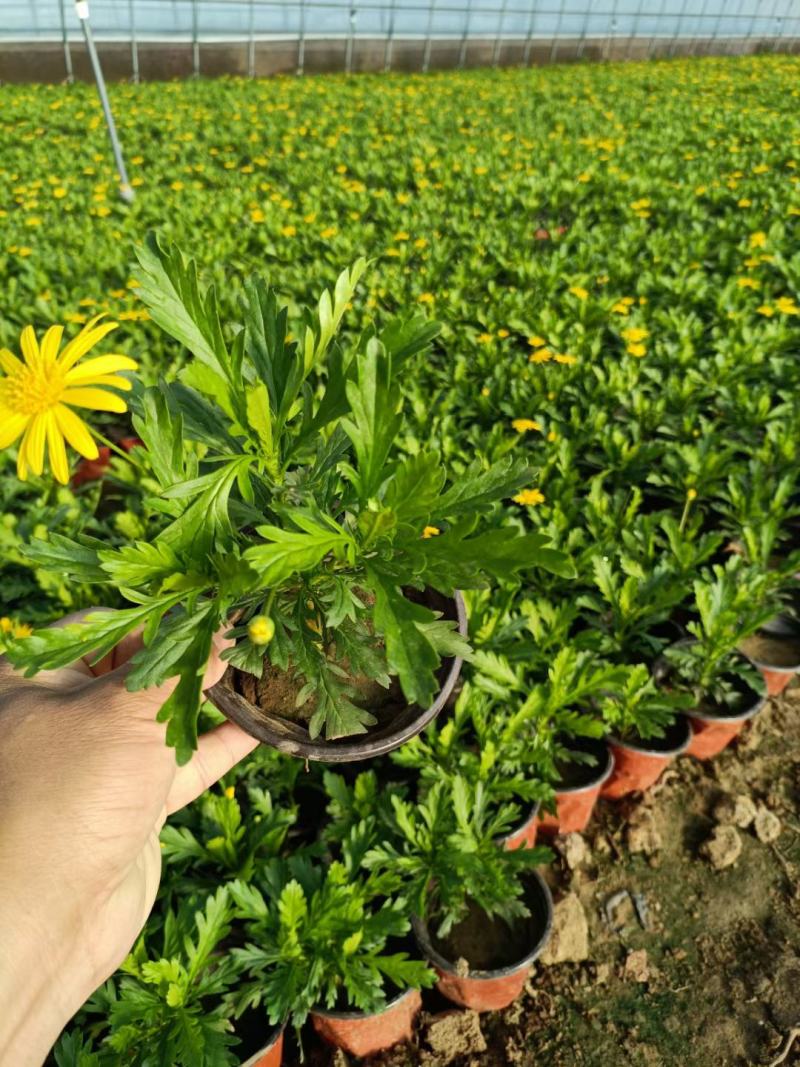 黄金菊木春菊基地直销常年销售各种绿化苗木