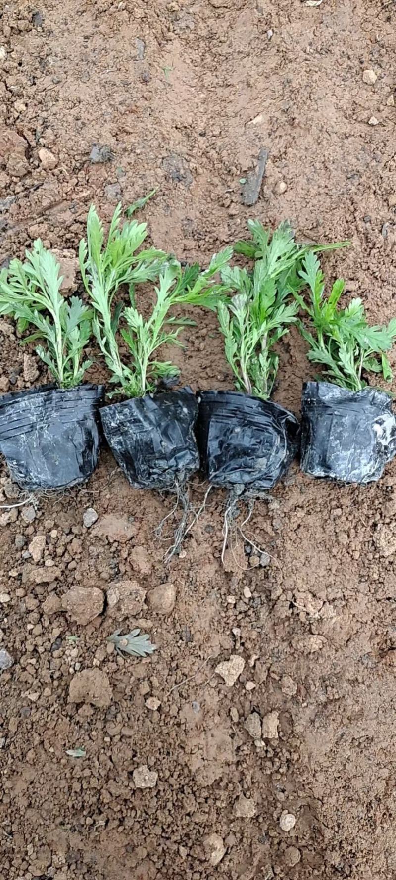 黄金菊木春菊基地直销常年销售各种绿化苗木