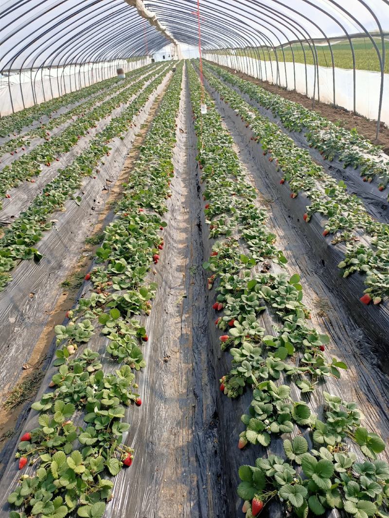 农用黑色地膜保湿防草产黑色地膜加厚蔬菜水果专用膜