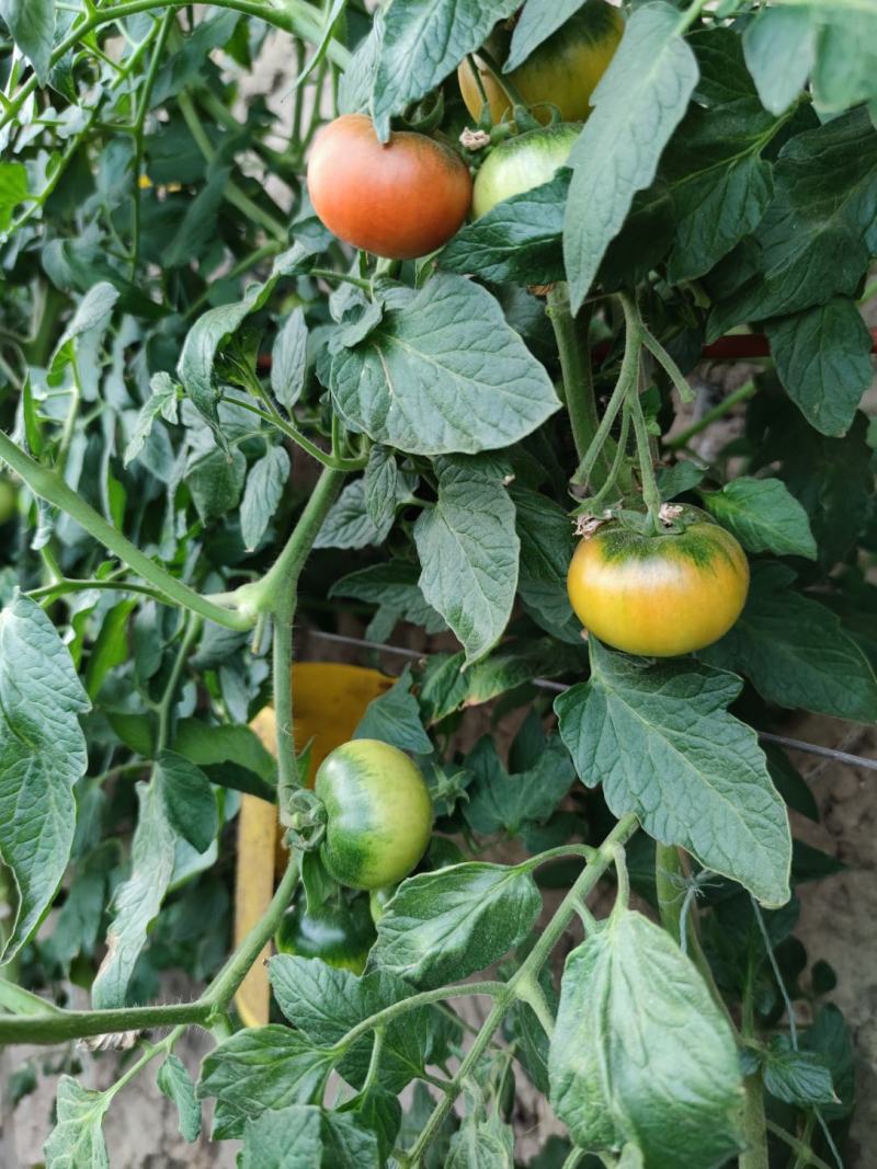 草莓番茄