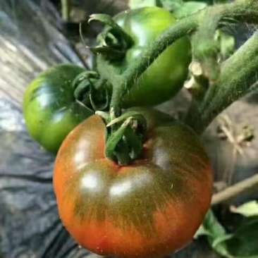 草莓番茄