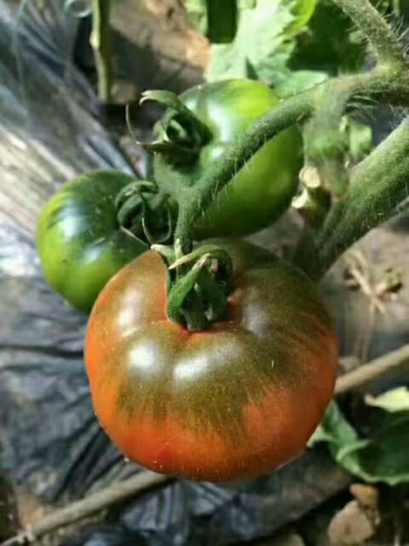 草莓番茄