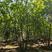 基地出售丛生蒙古栎高度6米7米8米9米