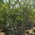 基地出售丛生蒙古栎高度6米7米8米9米