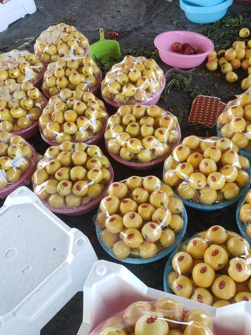 大棚油桃