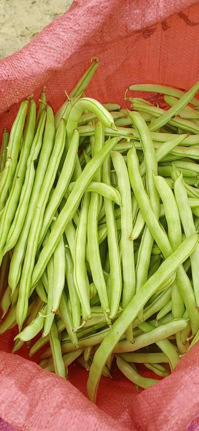 四季豆大量上市，质量保证一手货源，对接电商市场批发