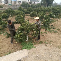 湖北宜都原产四花青皮个青颜色好精心挑选原产地特产