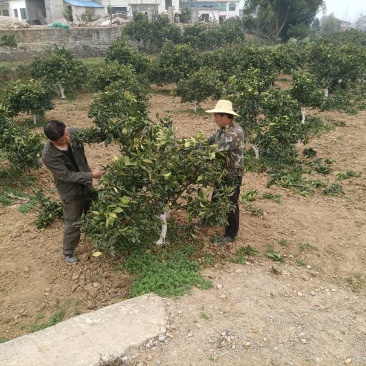 湖北宜都原产四花青皮个青颜色好精心挑选原产地特产