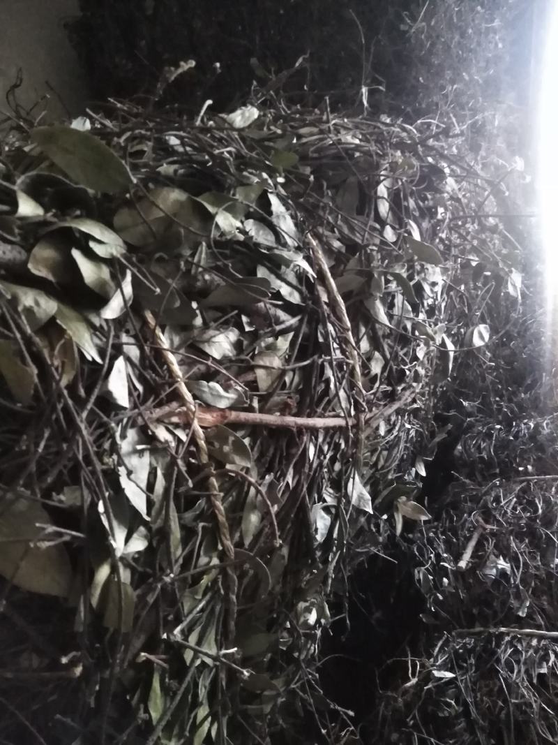 络石藤宜昌地产药材个子机压包价格低廉