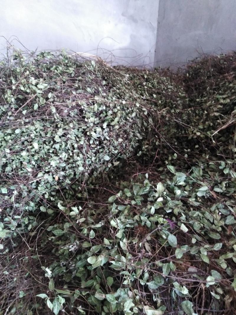 络石藤宜昌地产药材个子机压包价格低廉
