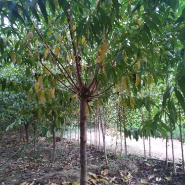 河南鄢陵精品红叶碧桃，绿化工程树形优美，