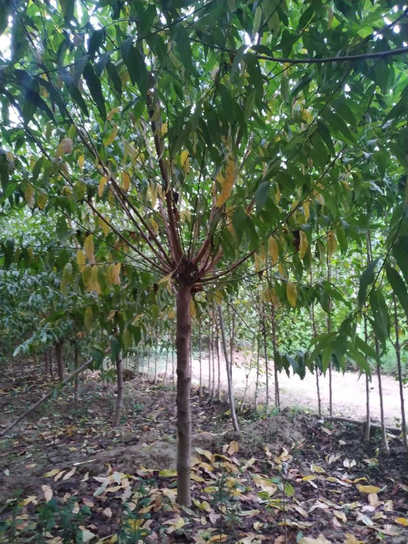 河南鄢陵精品红叶碧桃，绿化工程树形优美，