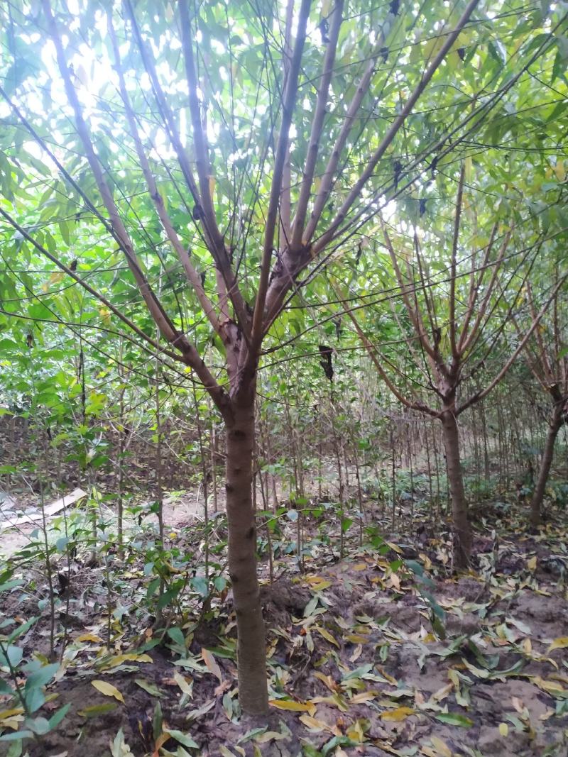 河南鄢陵精品红叶碧桃，绿化工程树形优美，