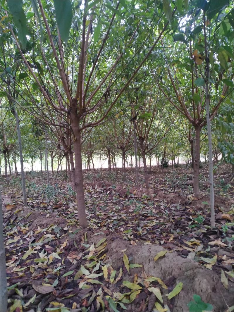 河南鄢陵精品红叶碧桃，绿化工程树形优美，