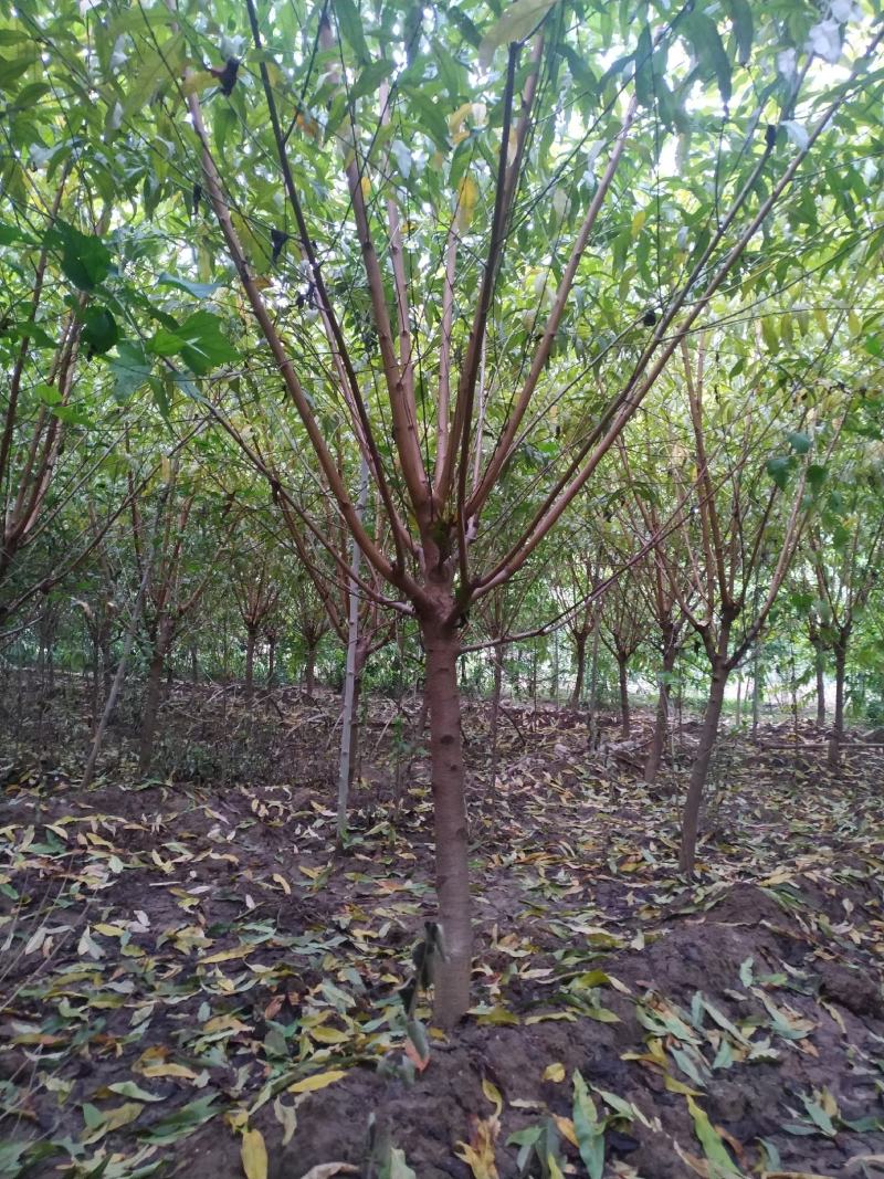 河南鄢陵精品红叶碧桃，绿化工程树形优美，