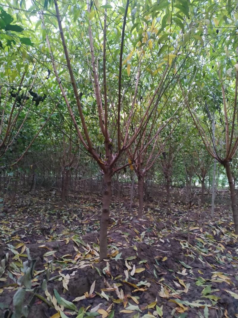 河南鄢陵精品红叶碧桃，绿化工程树形优美，