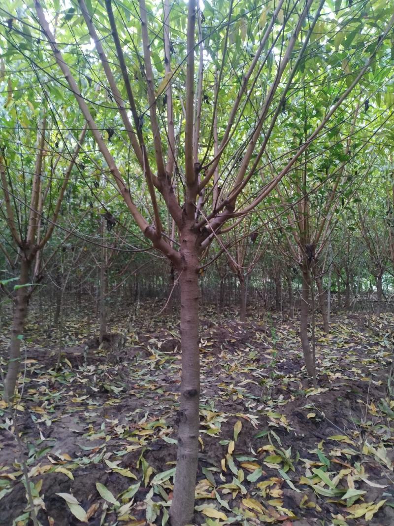 河南鄢陵精品红叶碧桃，绿化工程树形优美，