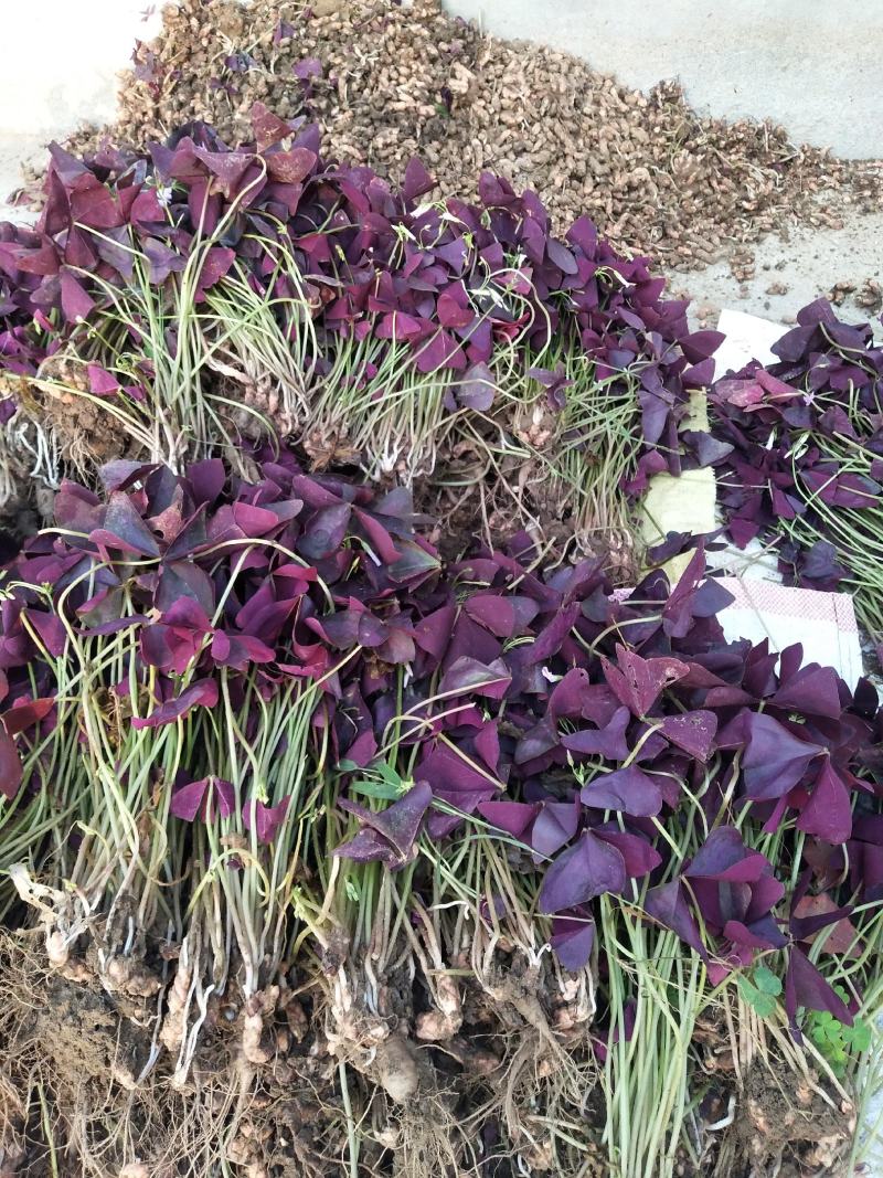 紫叶酢浆草种球自家苗圃大量供应人工筛选包质保量