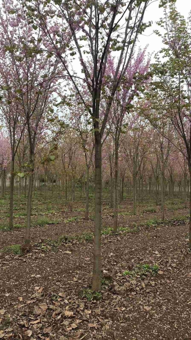 河南鄢陵县精品巨紫荆绿化工程树形优美