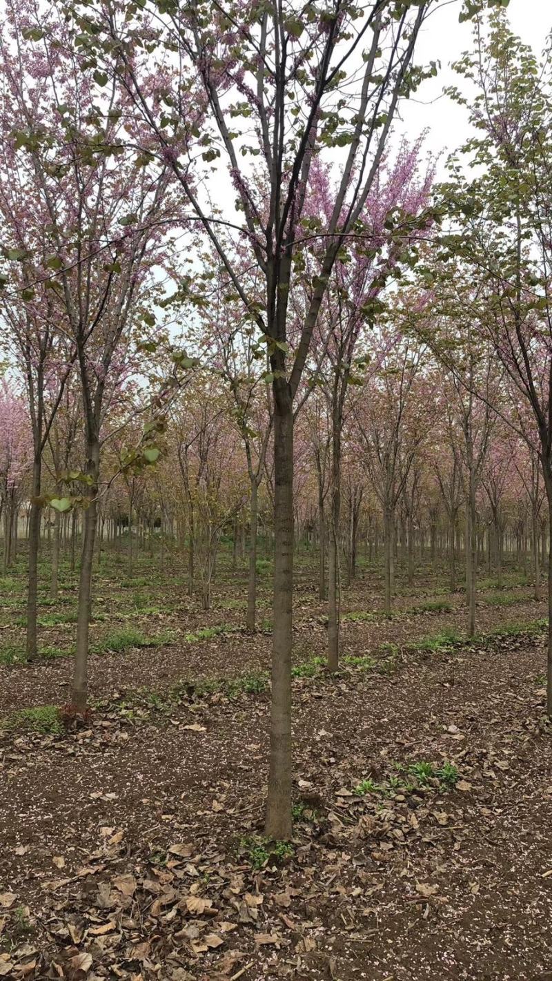 河南鄢陵县精品巨紫荆绿化工程树形优美
