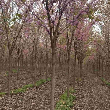 河南鄢陵县精品巨紫荆绿化工程树形优美