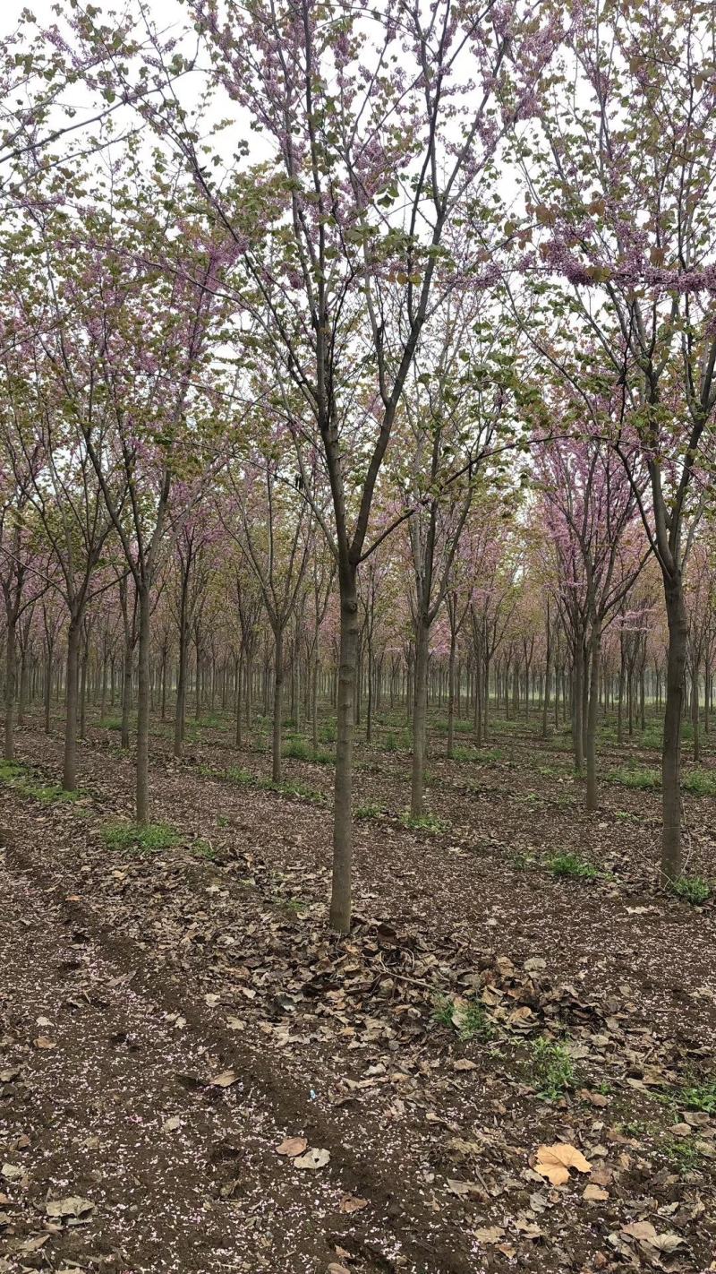 河南鄢陵县精品巨紫荆绿化工程树形优美